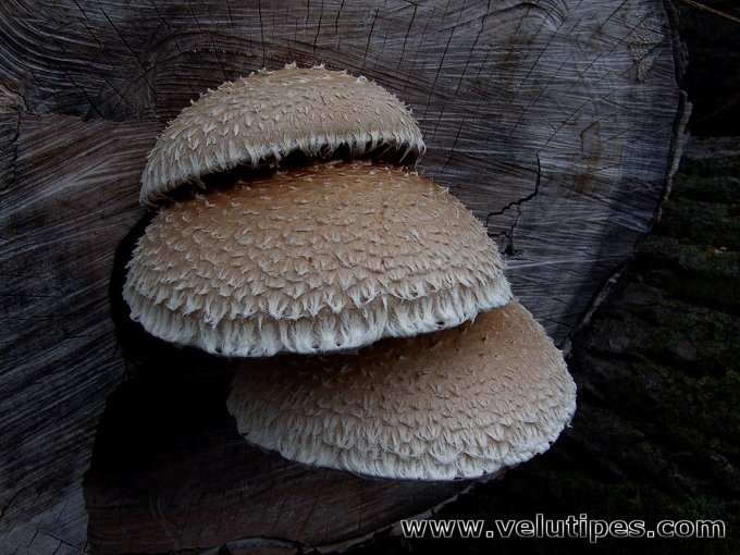 Hemipholiota populnea