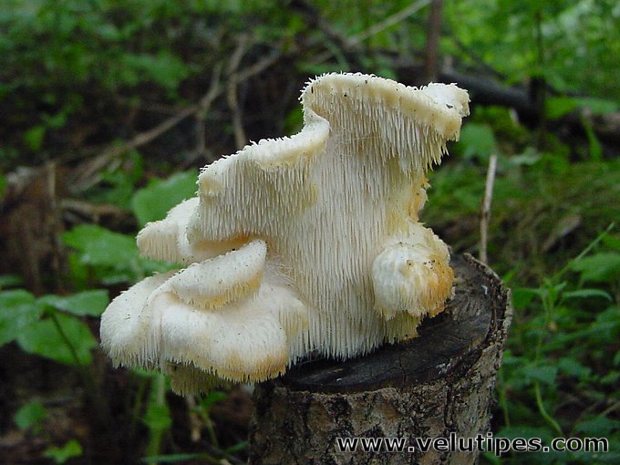 Hericium cirrhatum