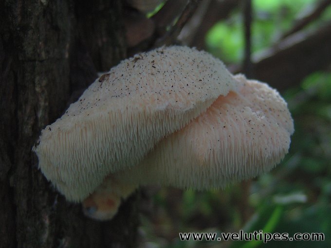 Hericium cirrhatum