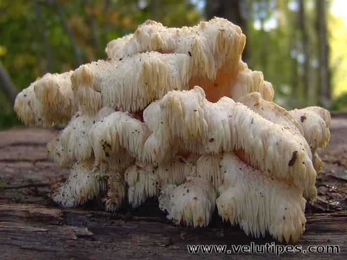 Hericium cirrhatum