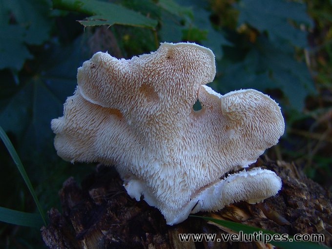 Hericium cirrhatum