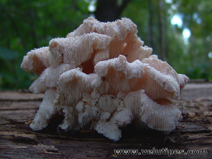 Hericium cirrhatum