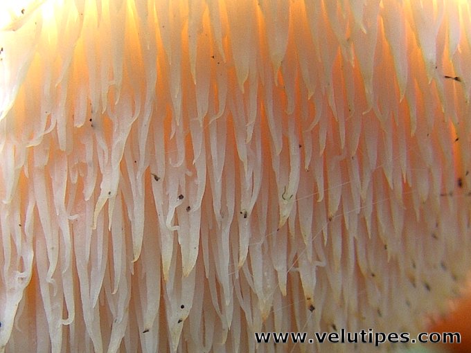 Hericium cirrhatum