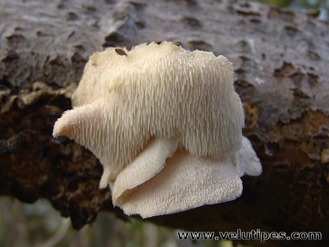Hericium cirrhatum