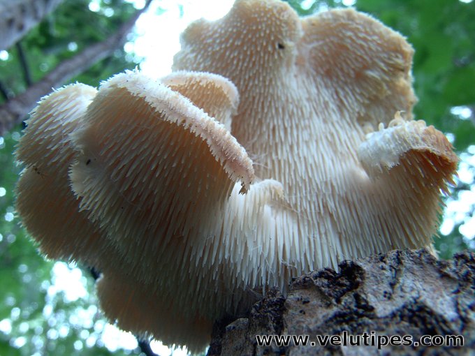 Hericium cirrhatum