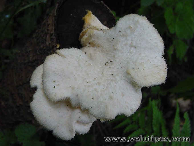 Hericium cirrhatum