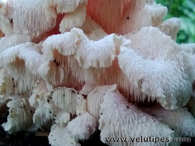 Hericium cirrhatum