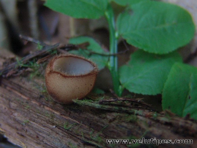  Humaria hemisphaerica 