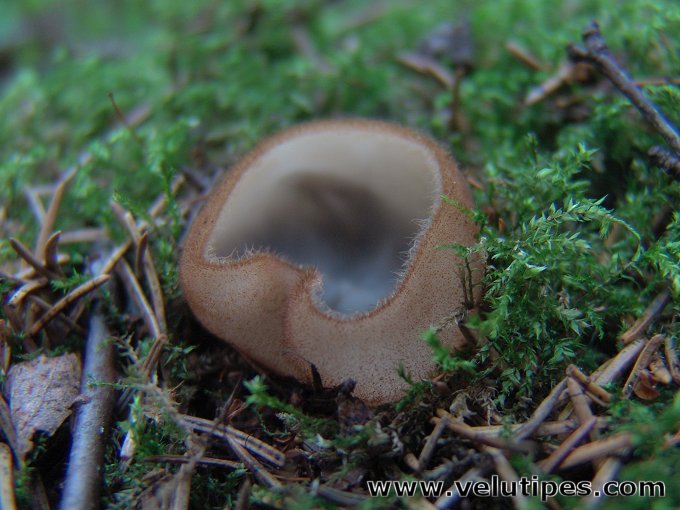  Humaria hemisphaerica 