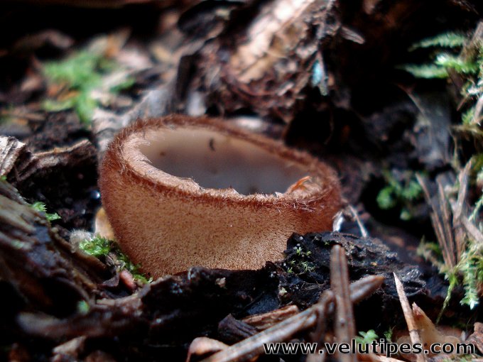  Humaria hemisphaerica 