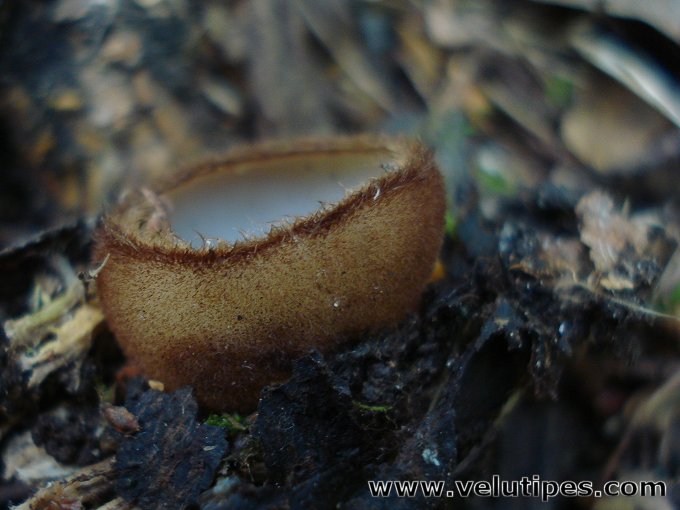  Humaria hemisphaerica 
