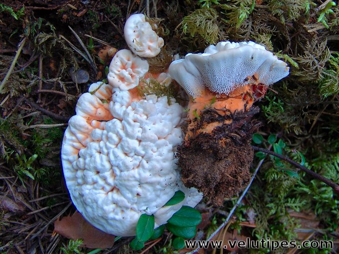 Hydnellum aurantiacum