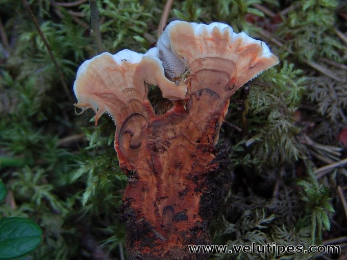 Hydnellum aurantiacum