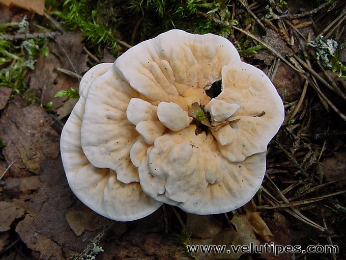 Hydnellum aurantiacum