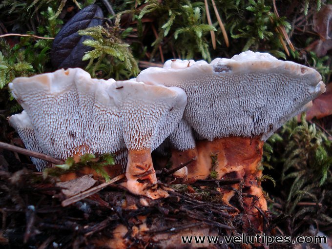 Hydnellum aurantiacum