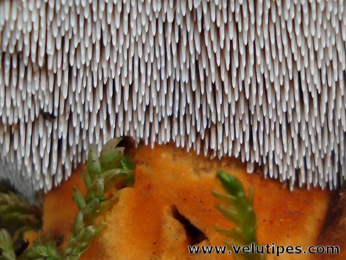 Hydnellum aurantiacum