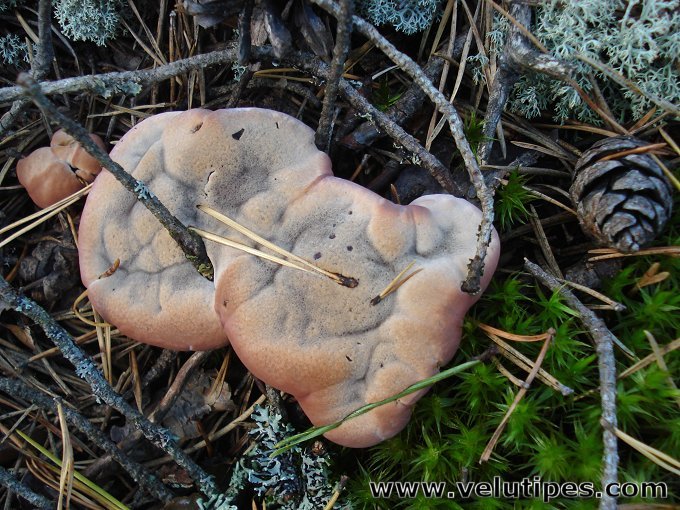 Hydnellum ferrugineum