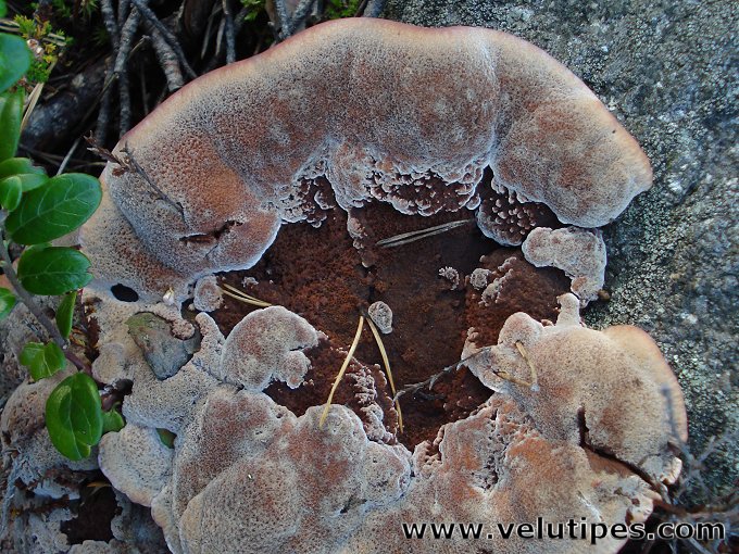 Hydnellum ferrugineum