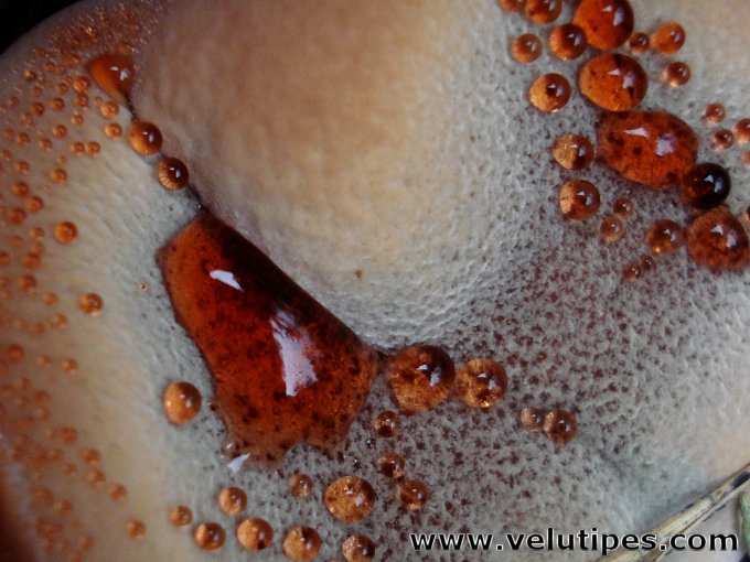 Hydnellum ferrugineum