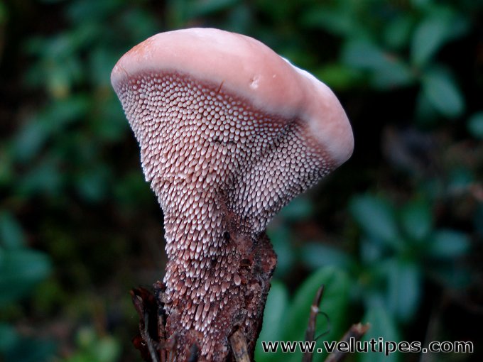 Hydnellum ferrugineum