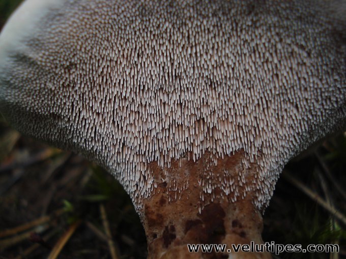 Hydnellum ferrugineum