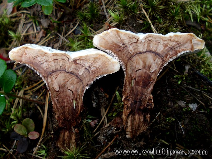 Hydnellum ferrugineum