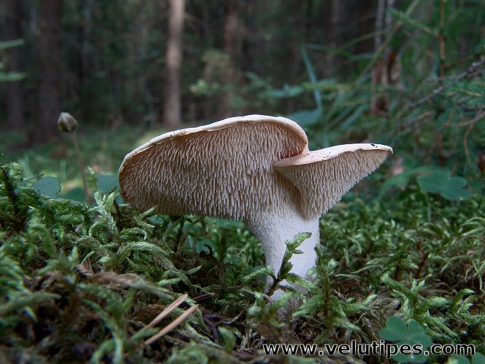 Hydnum repandum