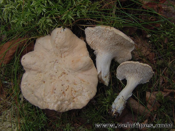 Hydnum repandum