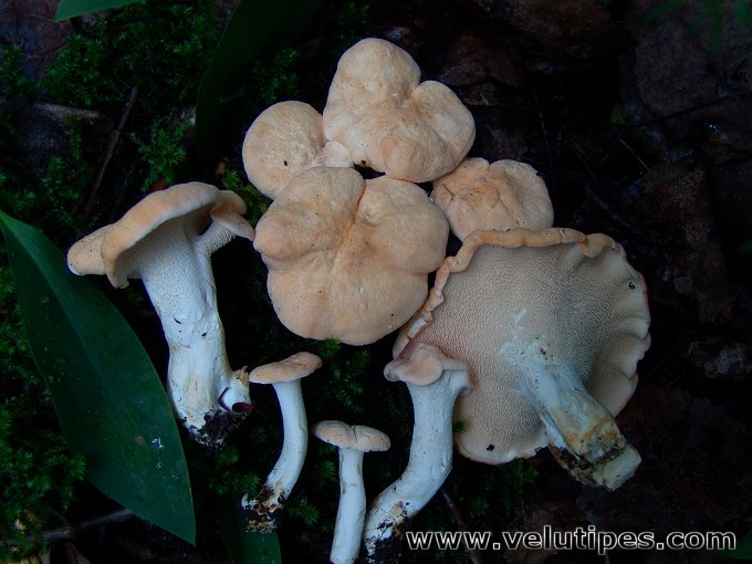 Hydnum repandum