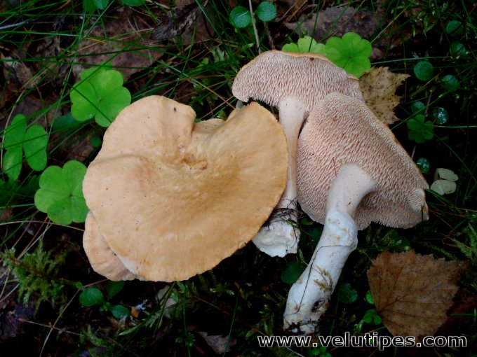  Hydnum rufescens 