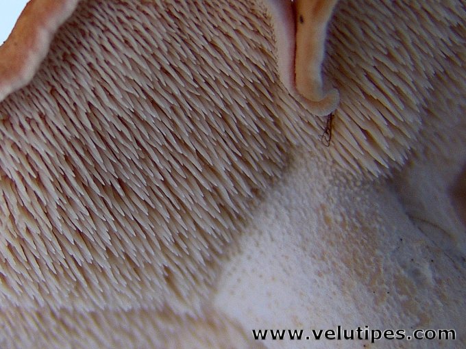  Hydnum rufescens 