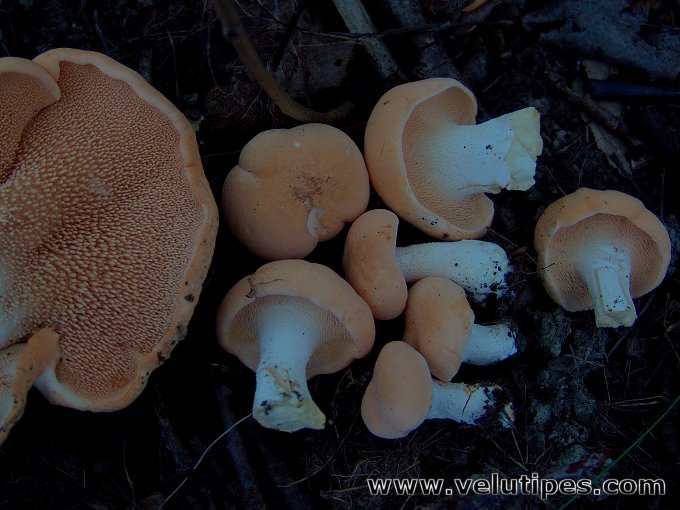  Hydnum rufescens 