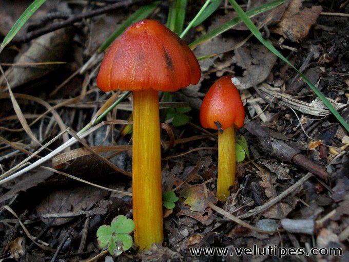 Hygrocybe conica