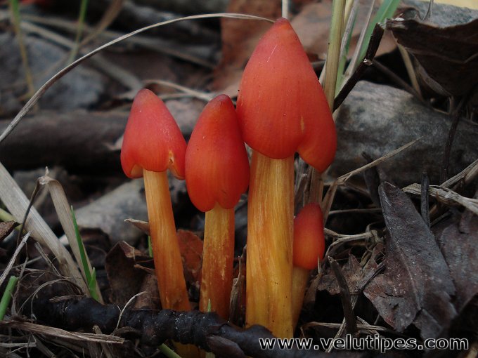 Hygrocybe conica