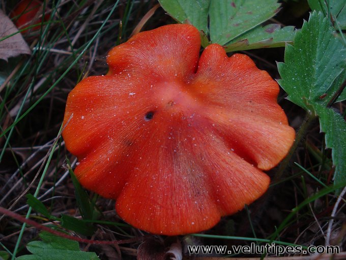 Hygrocybe conica