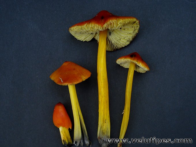 Hygrocybe conica
