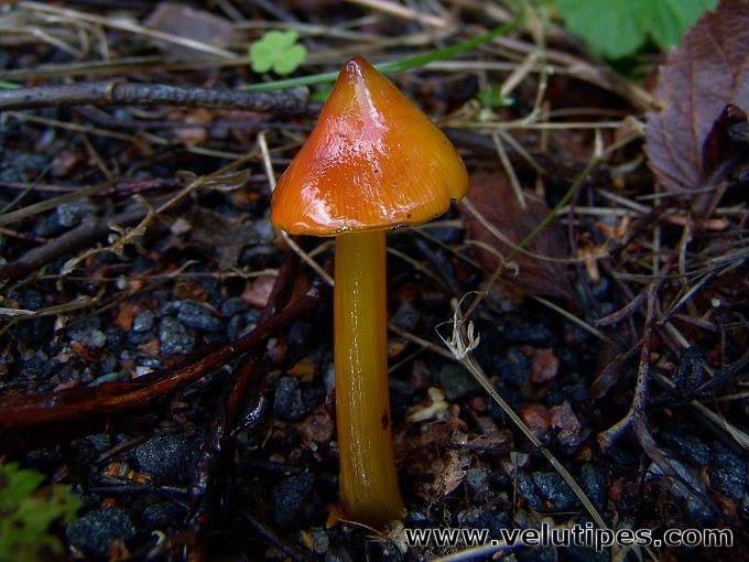Hygrocybe conica