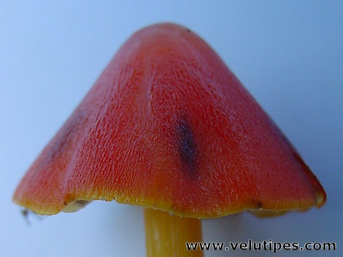 Hygrocybe conica