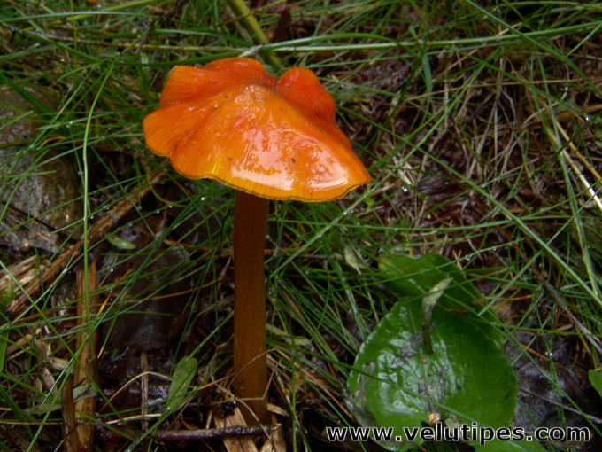 Hygrocybe conica
