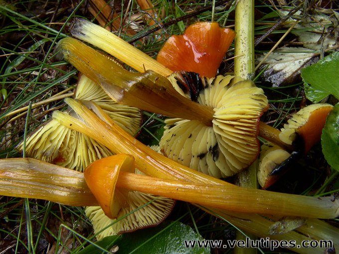 Hygrocybe conica