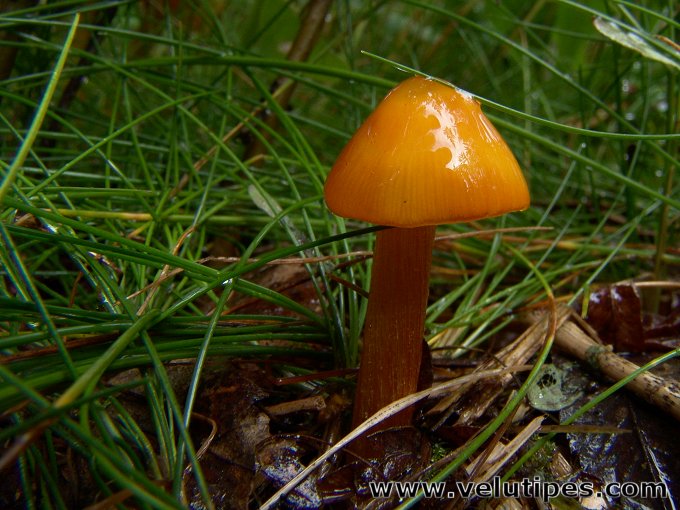 Hygrocybe conica