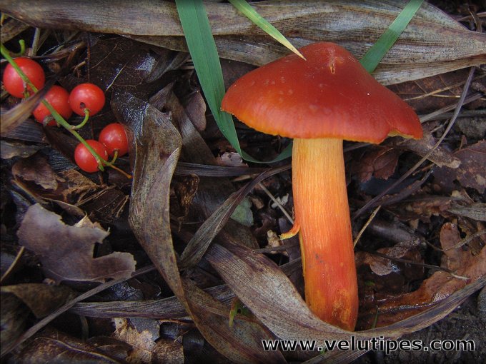 Hygrocybe punicea