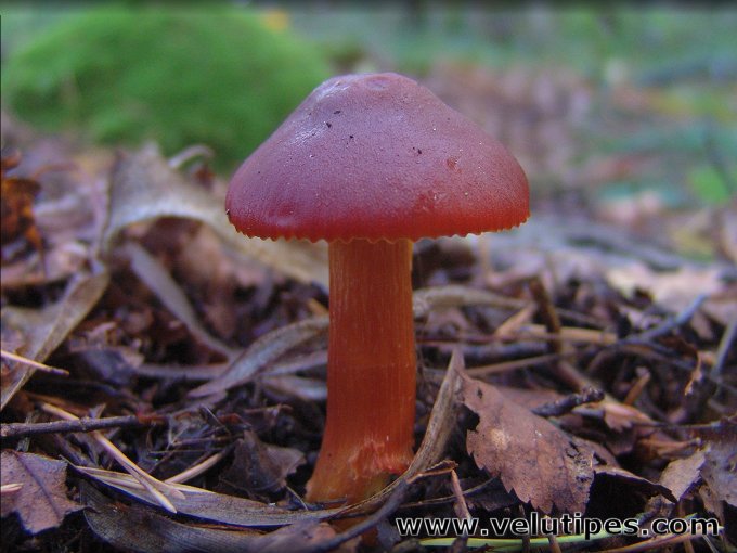 Hygrocybe punicea