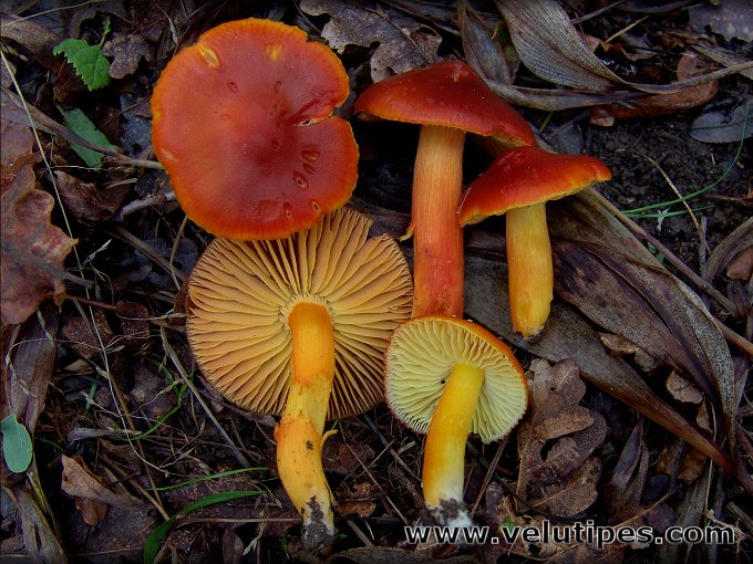 Hygrocybe punicea