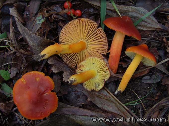 Hygrocybe punicea
