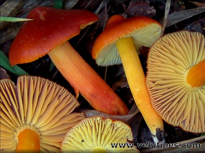 Hygrocybe punicea