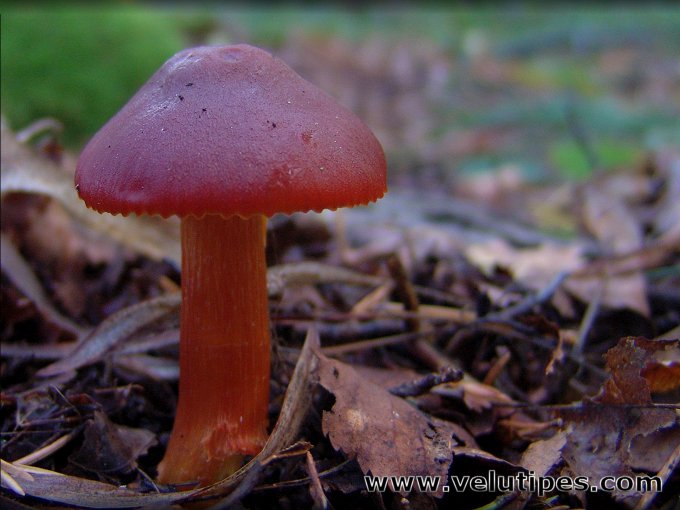 Hygrocybe punicea