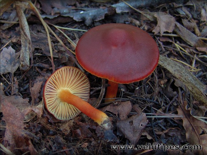 Hygrocybe punicea