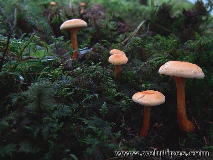 Hygrophoropsis aurantiaca 