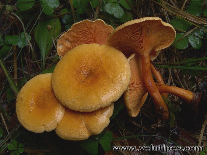  Hygrophoropsis aurantiaca 